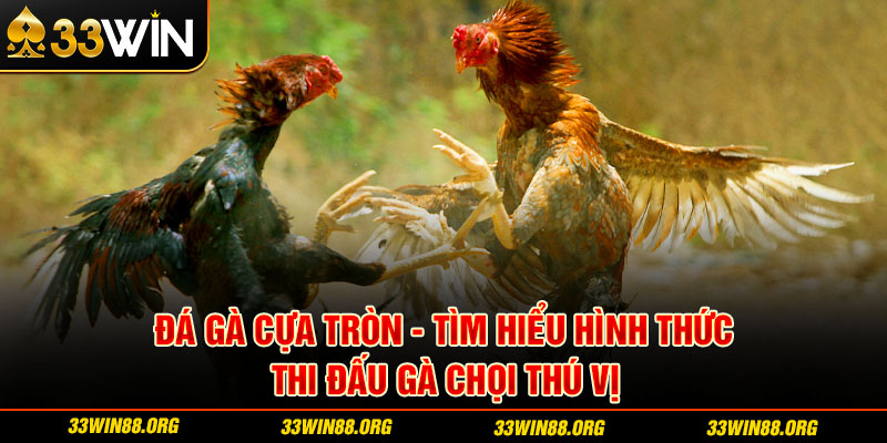 đá gà cựa tròn